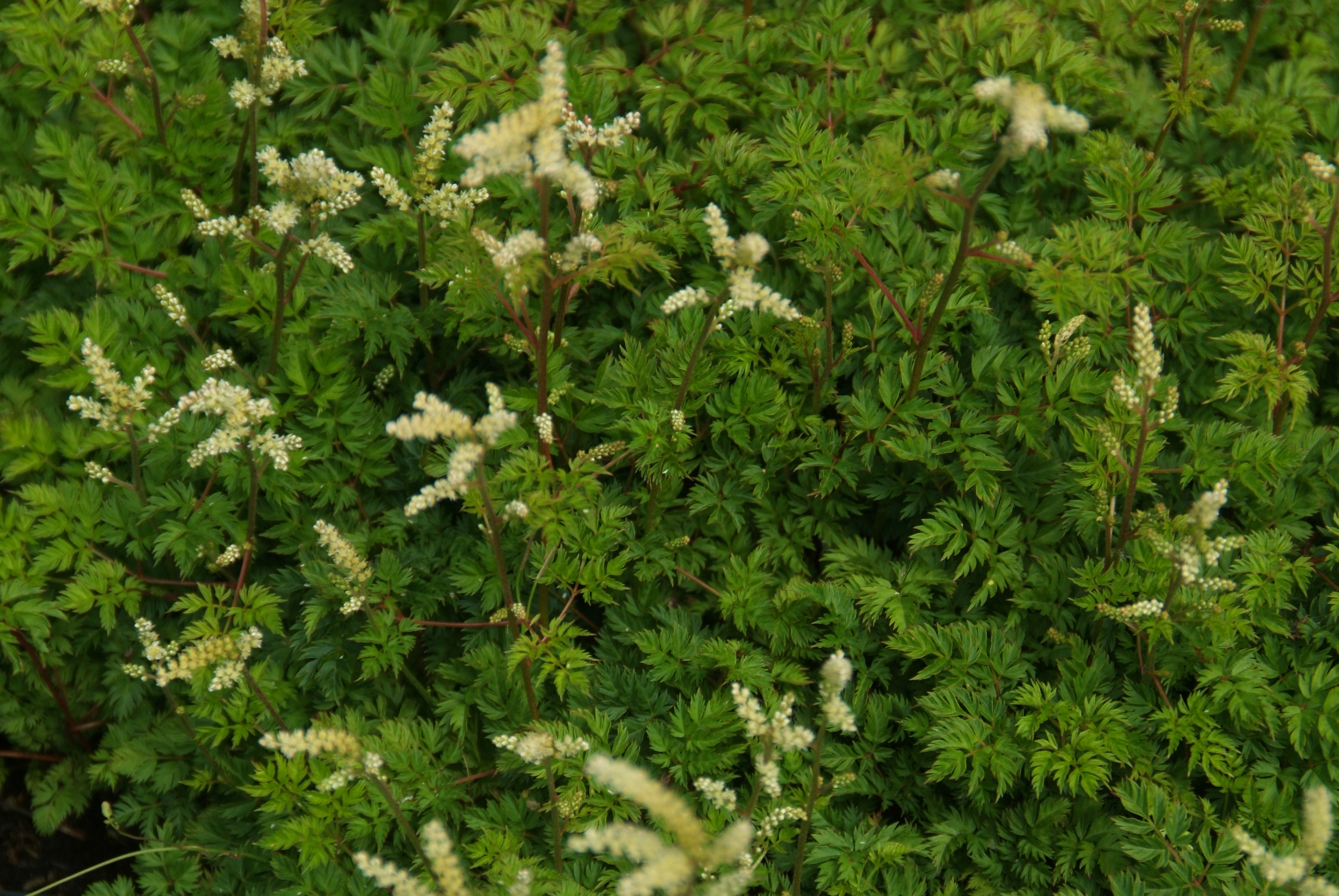 Aruncus aethusifoliusGeitebaard bestellen